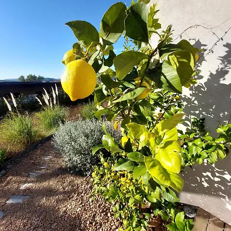 Palombaggia Camara -