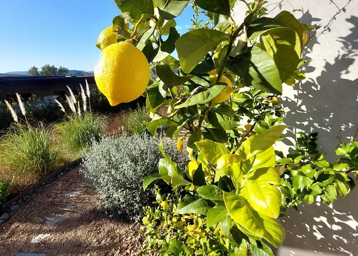 Palombaggia Camara -